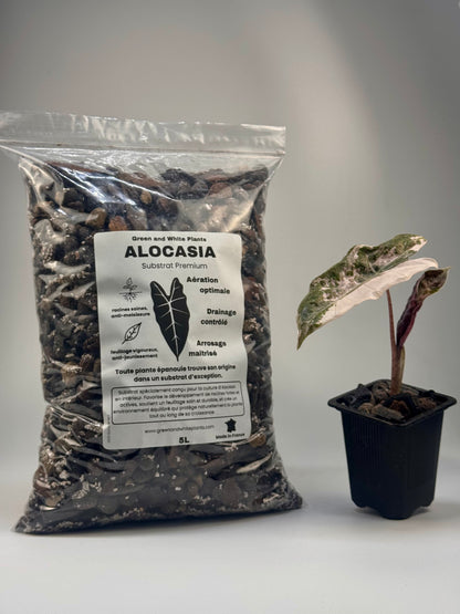 Substrat Alocasia Professionnel (5L)
