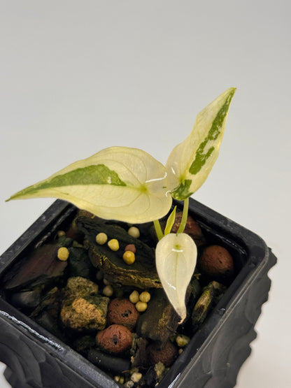 Alocasia Cuculatta „Wagyu“ Albo Variegata