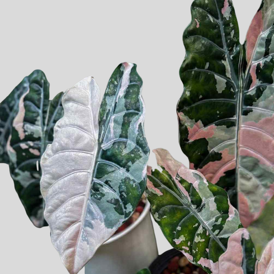 Alocasia Chantrieri Pink Variegata - Corm
