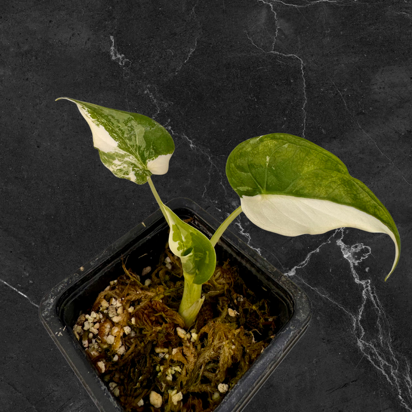 Alocasia Cuculatta « Wagyu » Albo Variegata