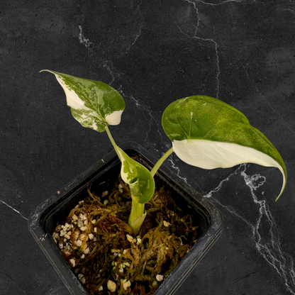 Alocasia Cuculatta « Wagyu » Albo Variegata