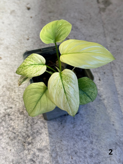 Homalomena Full Mint