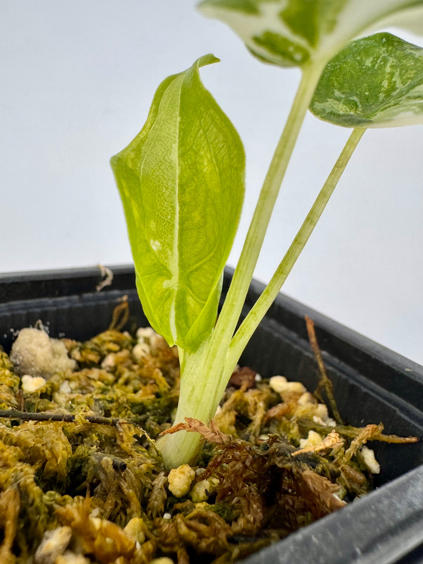 Alocasia Cuculatta « Wagyu » Albo Variegata