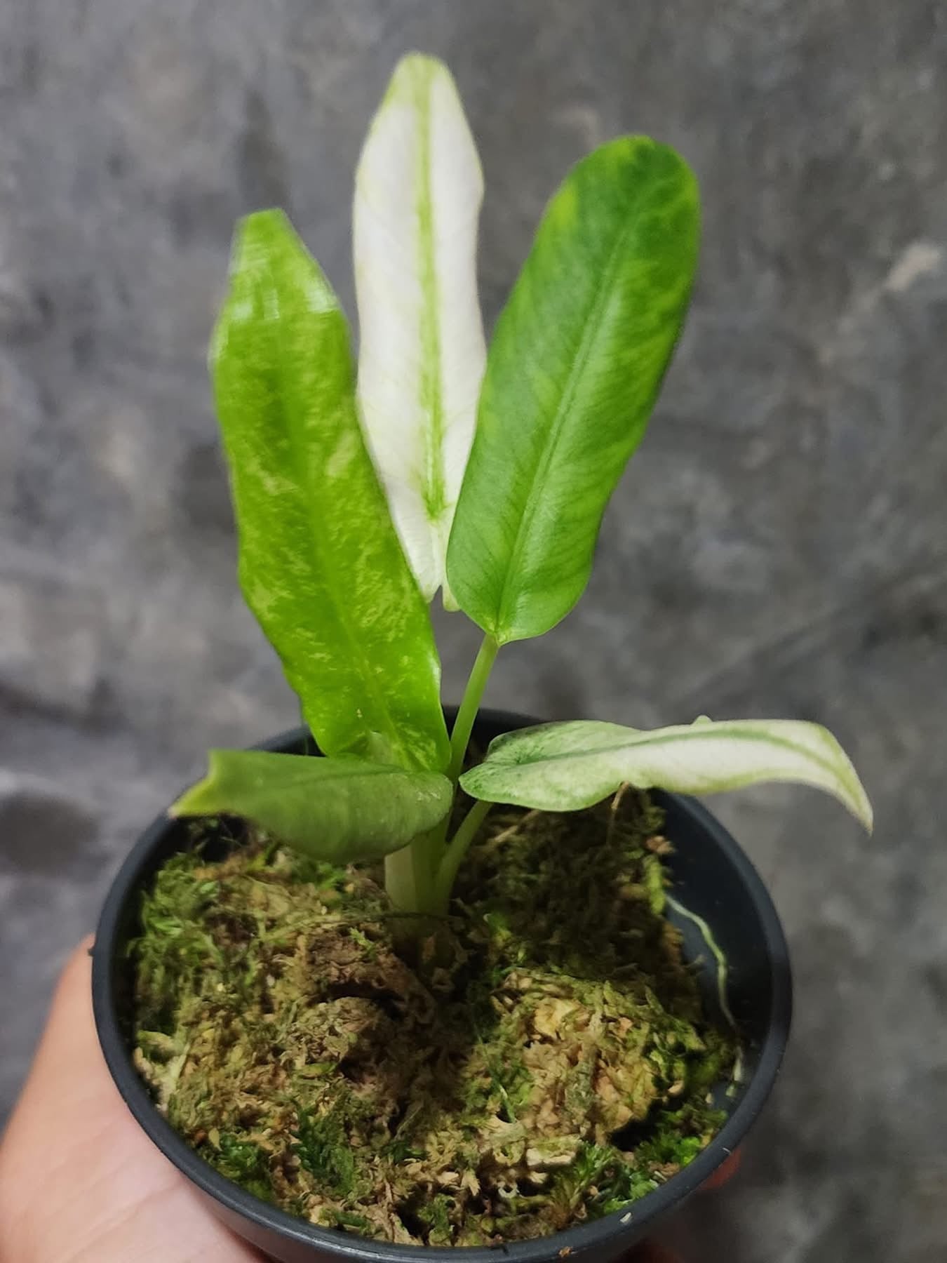 Alocasia beccari albo/mint variegata - Précommande Green and White Plants
