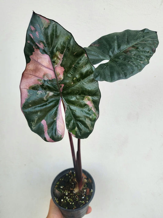Alocasia Yucatan Princess Pink Variegata - Précommande Green and White Plants
