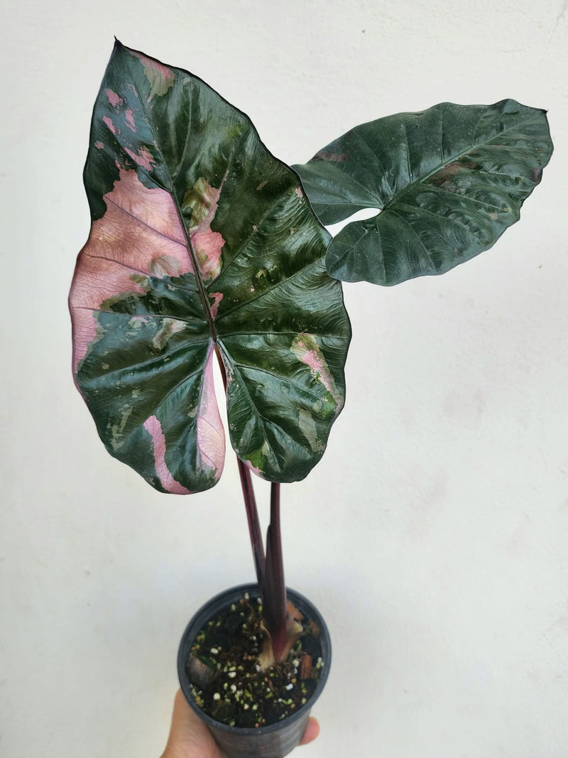 Alocasia Yucatan Princess Pink Variegata - Pre-order