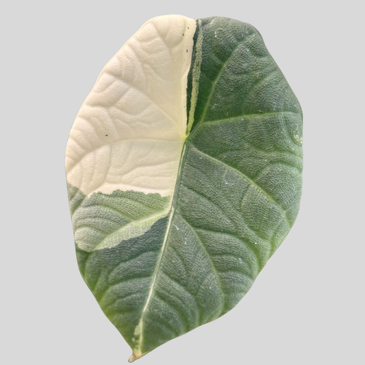 Alocasia Maharani Albo - Bulbe