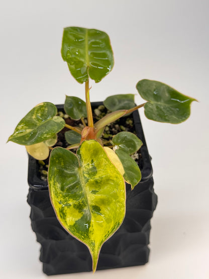 Philodendron Billitiae Variegata