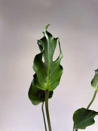 Monstera Unniae