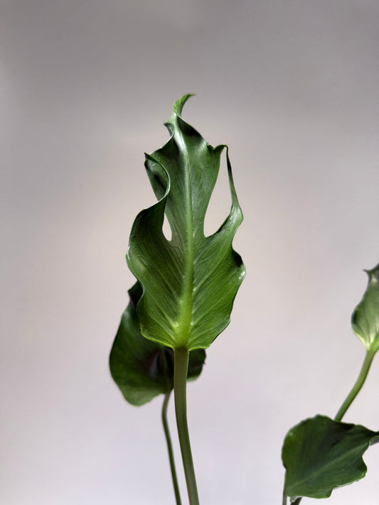Monstera Unniae