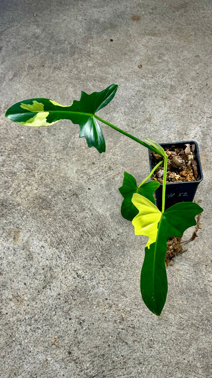 Philodendron Florida Beauty x Mayoï Variegata