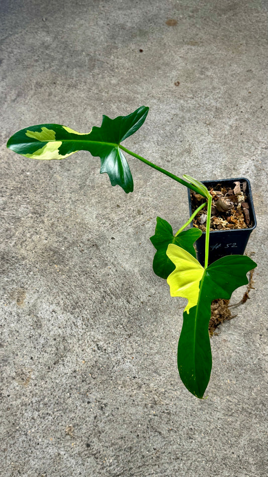 Philodendron Florida Beauty x Mayoï Variegata