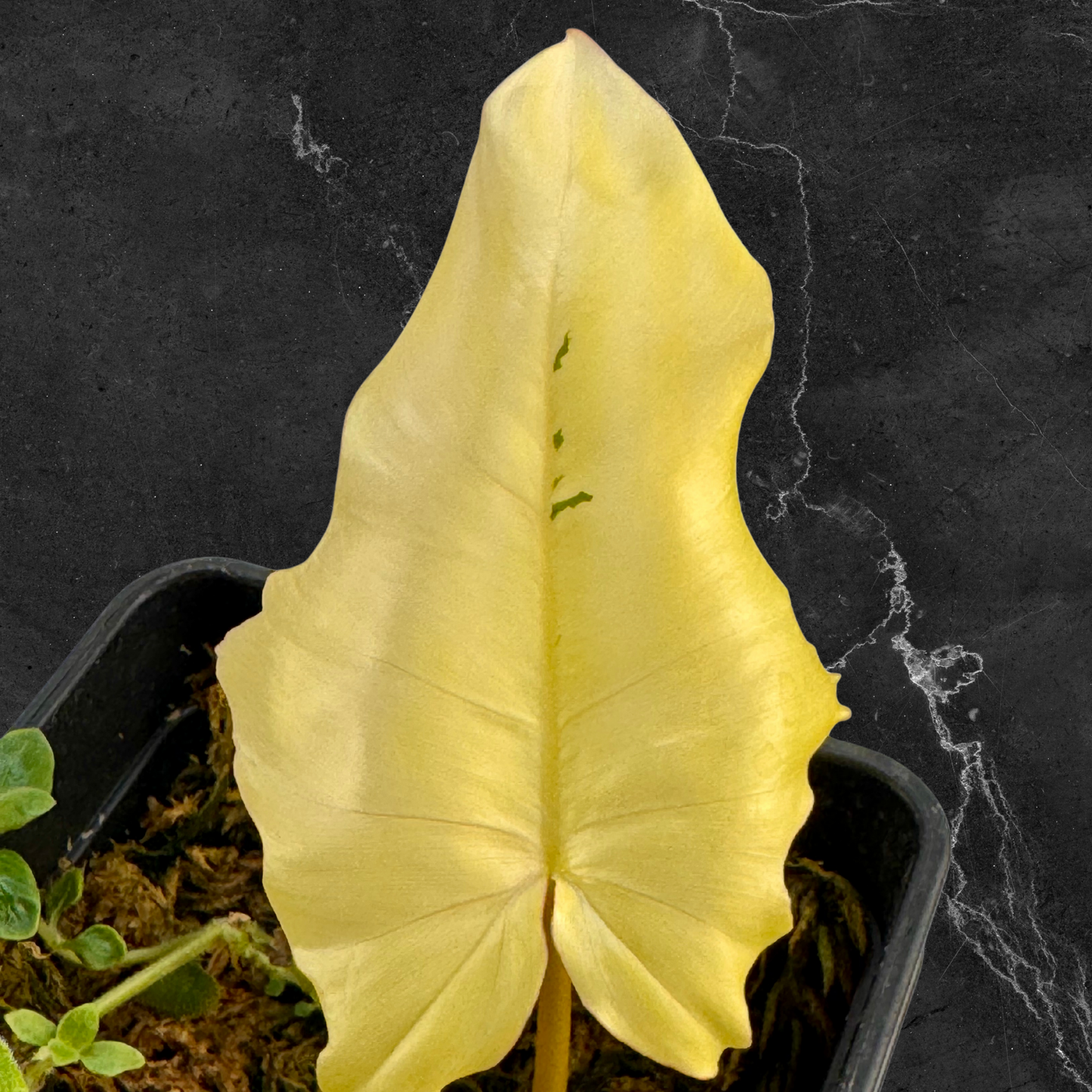 Philodendron Florida Beauty x Mayoi Variegata