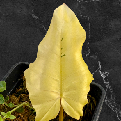 Philodendron Florida Beauty x Mayoi Variegata