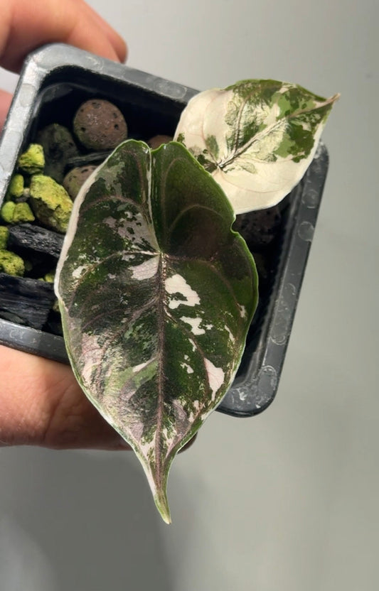 Alocasia Azlanii Albo/Pink