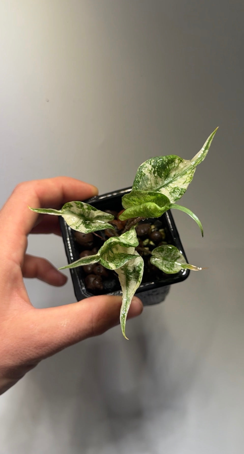 Alocasia Stingray Marble Mint - baby plant from corm