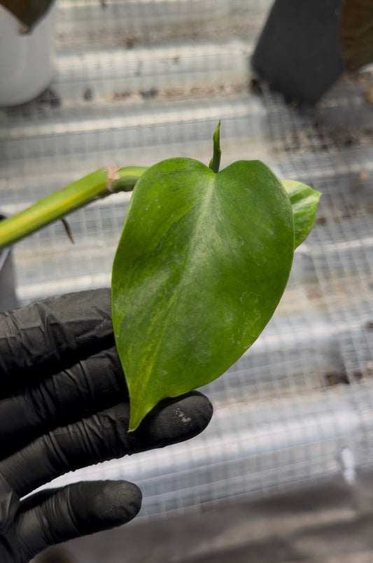 Monstera Borsigiana Green on Green - Cutting