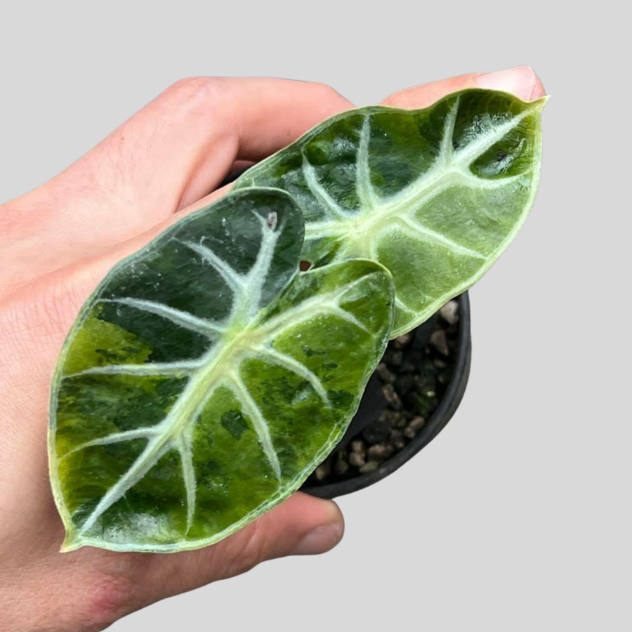 Alocasia Heart Balloon Aurea - Bulbe (Précommande)