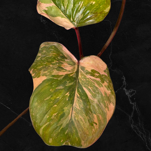 Homalomena Rubescens Pink Mutation Variegata