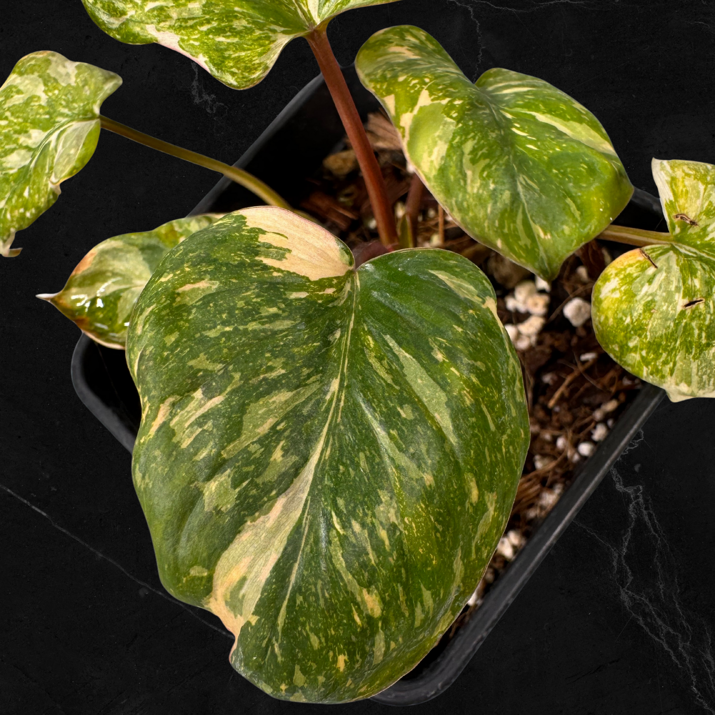 Homalomena Rubescens Pink Mutation Variegata