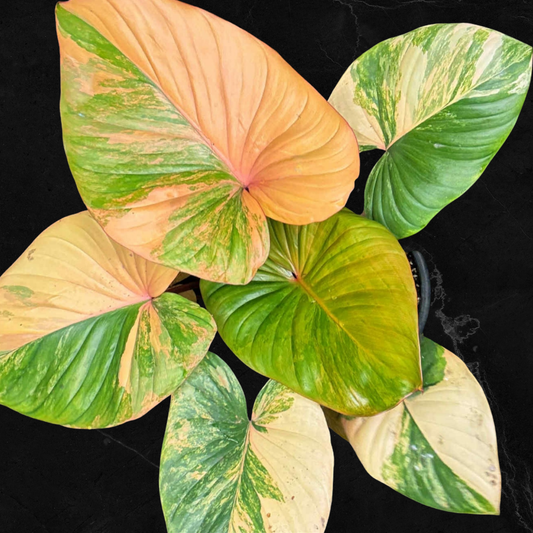 Homalomena Rubescens Pink Tricolor - Tronçon