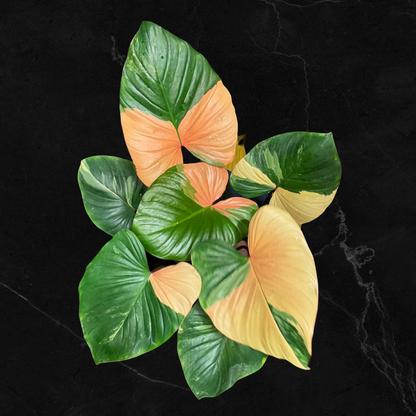 Homalomena Rubescens Pink Variegata - Tronçon