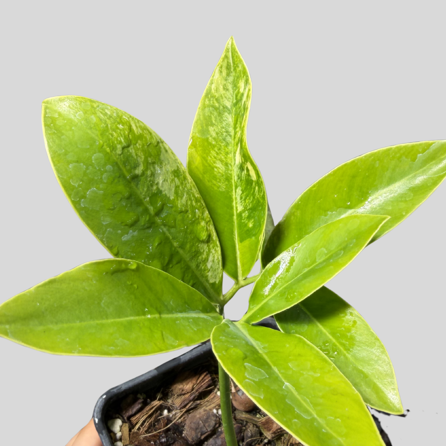 Philodendron Goeldii Variegata