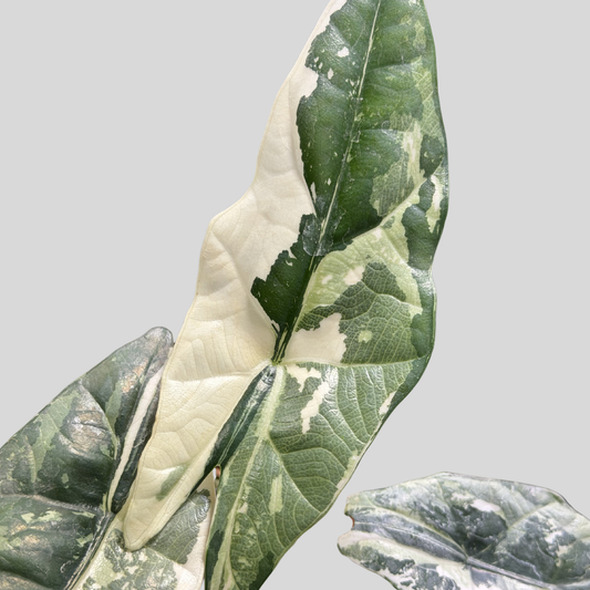 Alocasia Simpo Albo - Bulbe