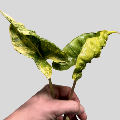Alocasia Schockbehandlung - Knolle