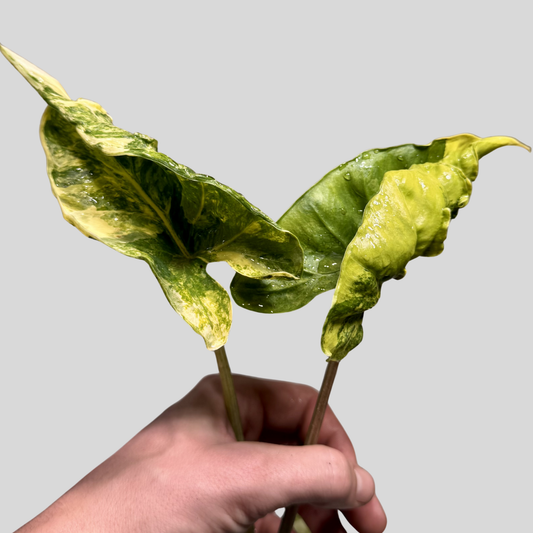 Alocasia Shock Treatment - Bulbe