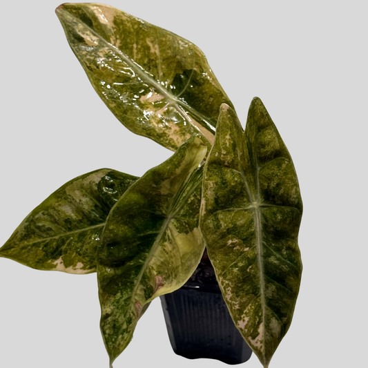Alocasia Nairobi Night Aurea - Bulbe