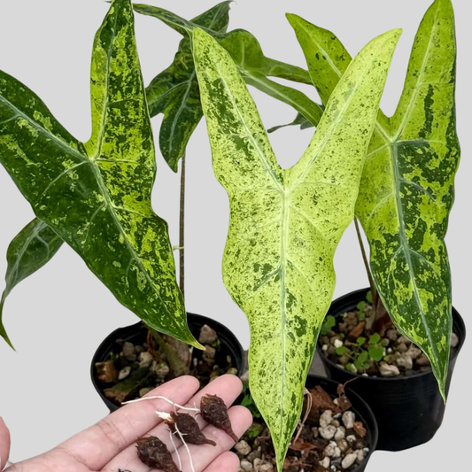 Alocasia Thaicon Aurea - Bulbe