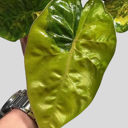 Alocasia (Calidora x Pink Dragon) x (Longiloba Aurea x Infernalis) - Bulbe