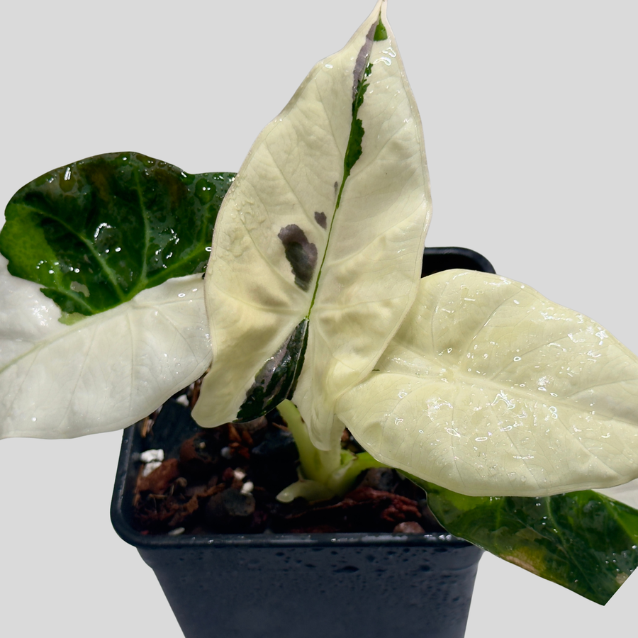 Alocasia Regal Shield Albo Génétique Premium - Bulbe