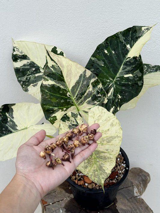 Alocasia Regal Shield Albo - Bulbe