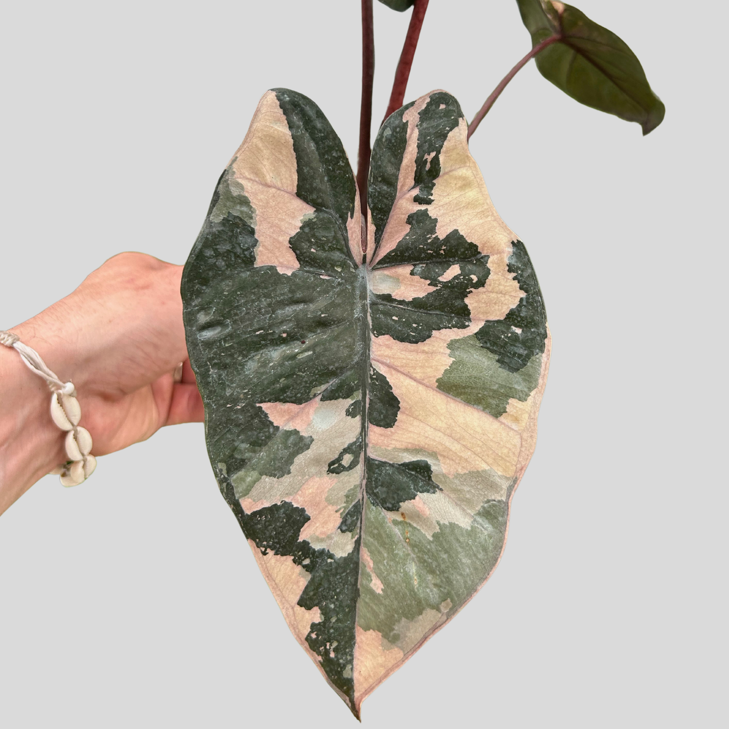 Alocasia Yucatan « True » Pink - Bulbe