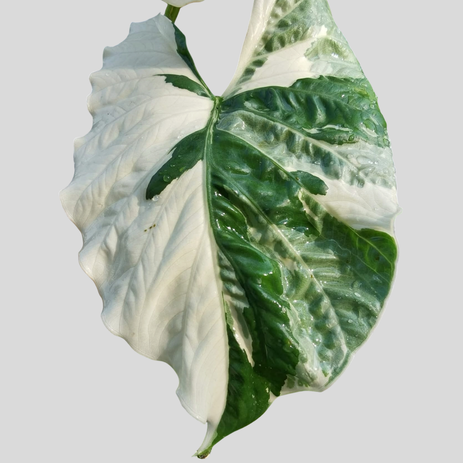 Alocasia Alba Albo - Bulbe