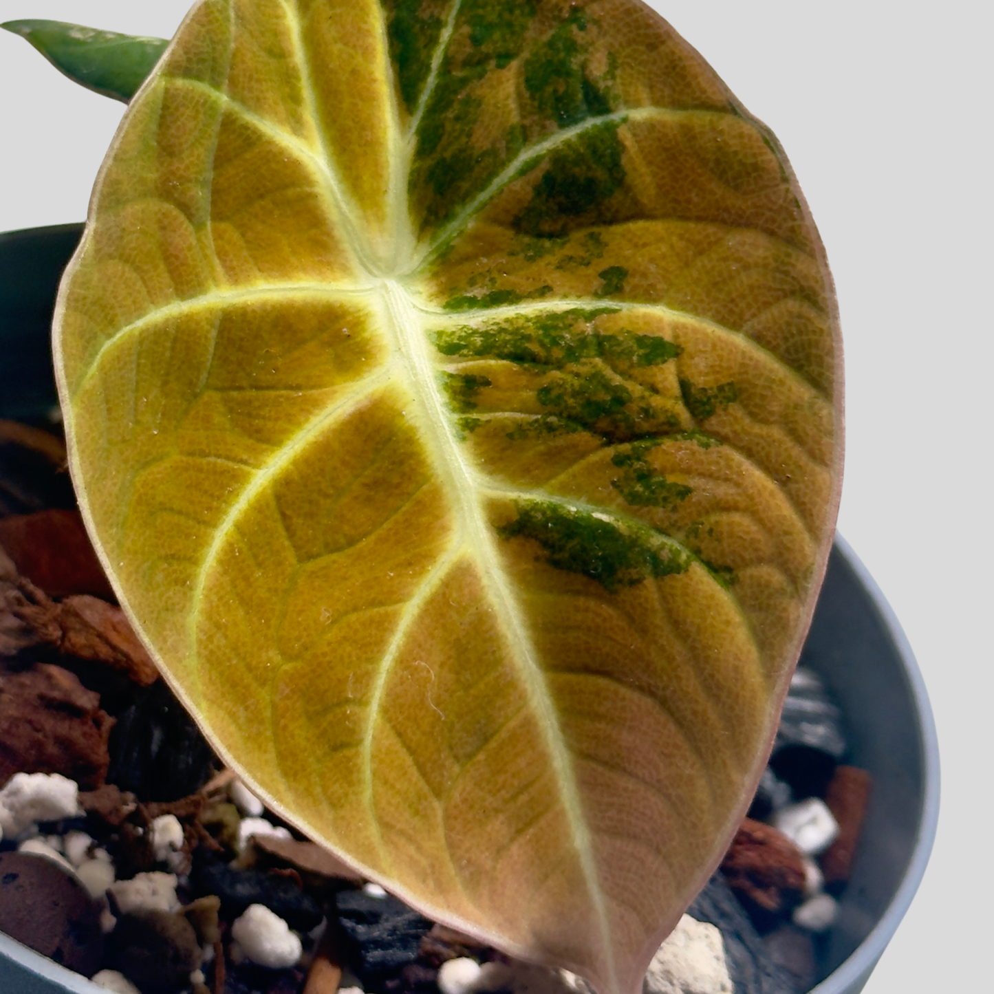 Alocasia Black Velvet Gold - Bulbe