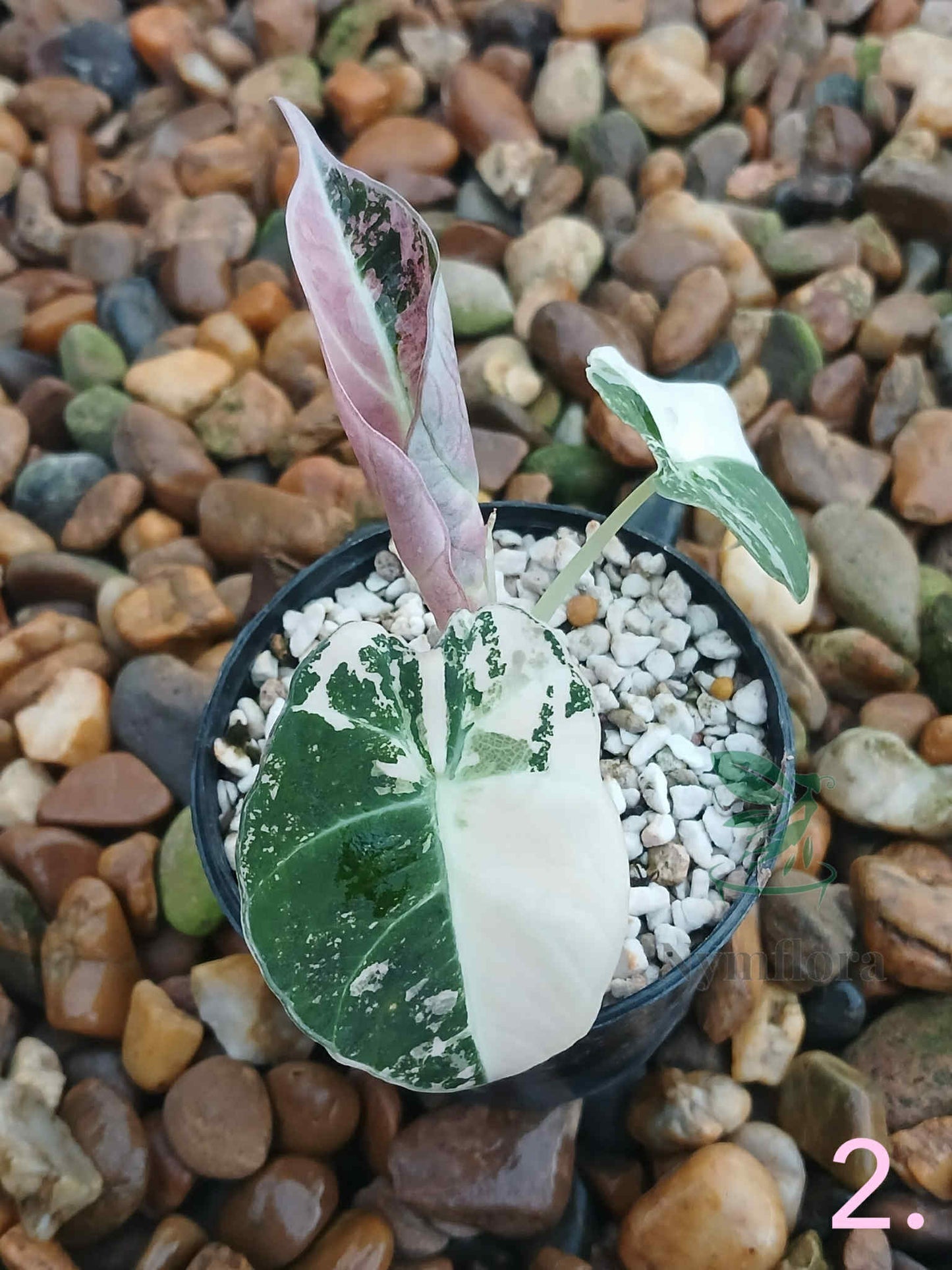 Alocasia Black Velvet Albo/Pink