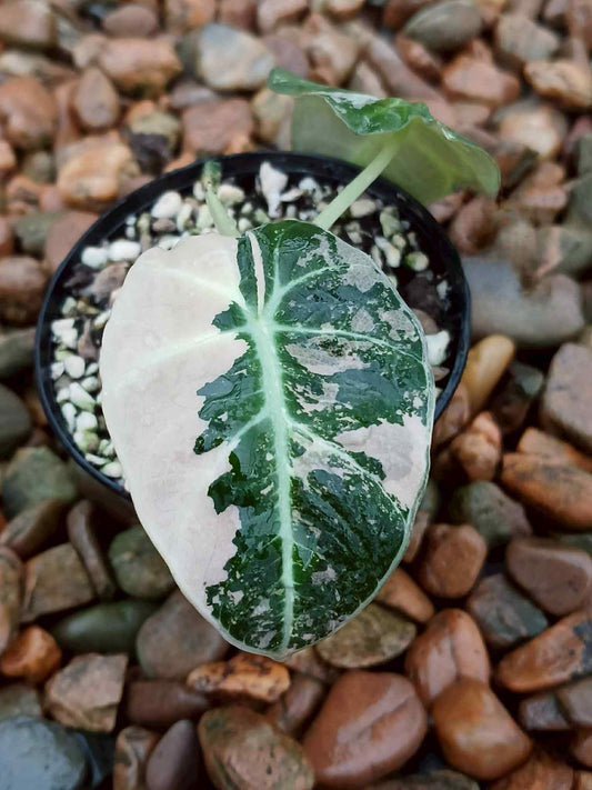 Alocasia Black Velvet Albo/Pink