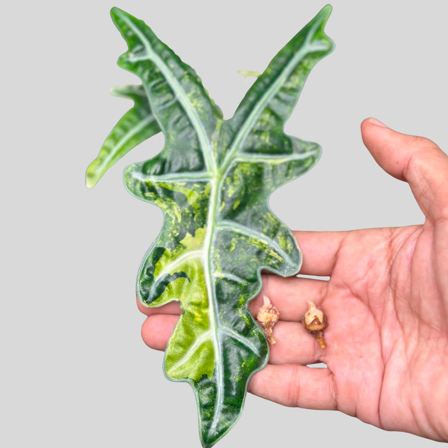 Alocasia Nobilis Aurea