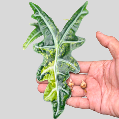 Alocasia Nobilis Aurea
