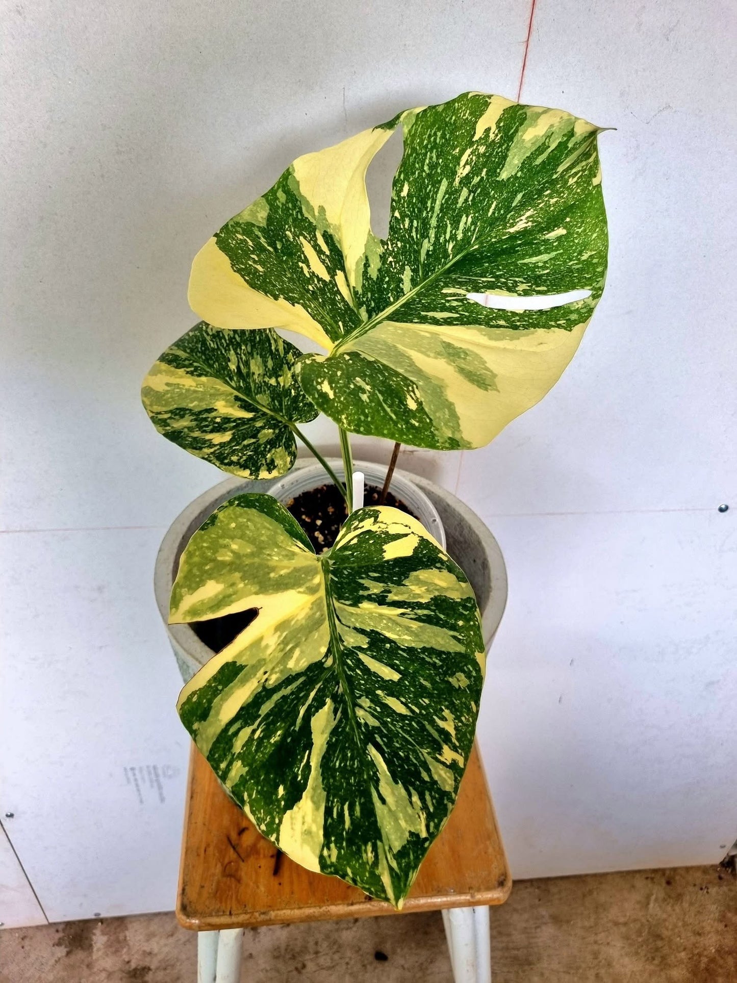 Monstera Deliciosa Ivory  - Livraison 30 jours