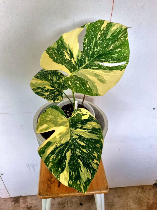 Monstera Deliciosa Ivory  - Livraison 30 jours