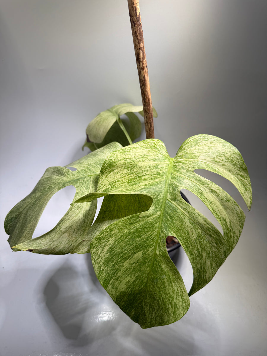 Monstera Full Mint