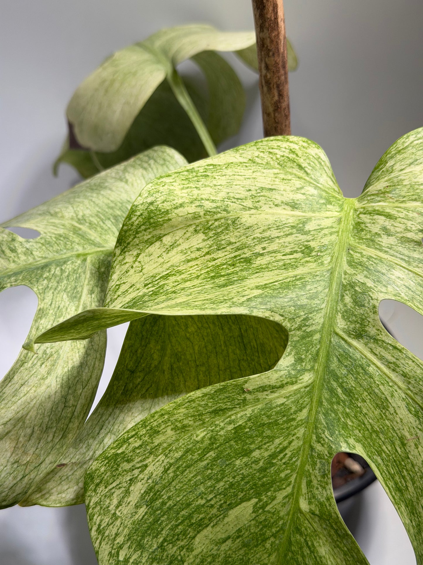 Monstera Full Mint
