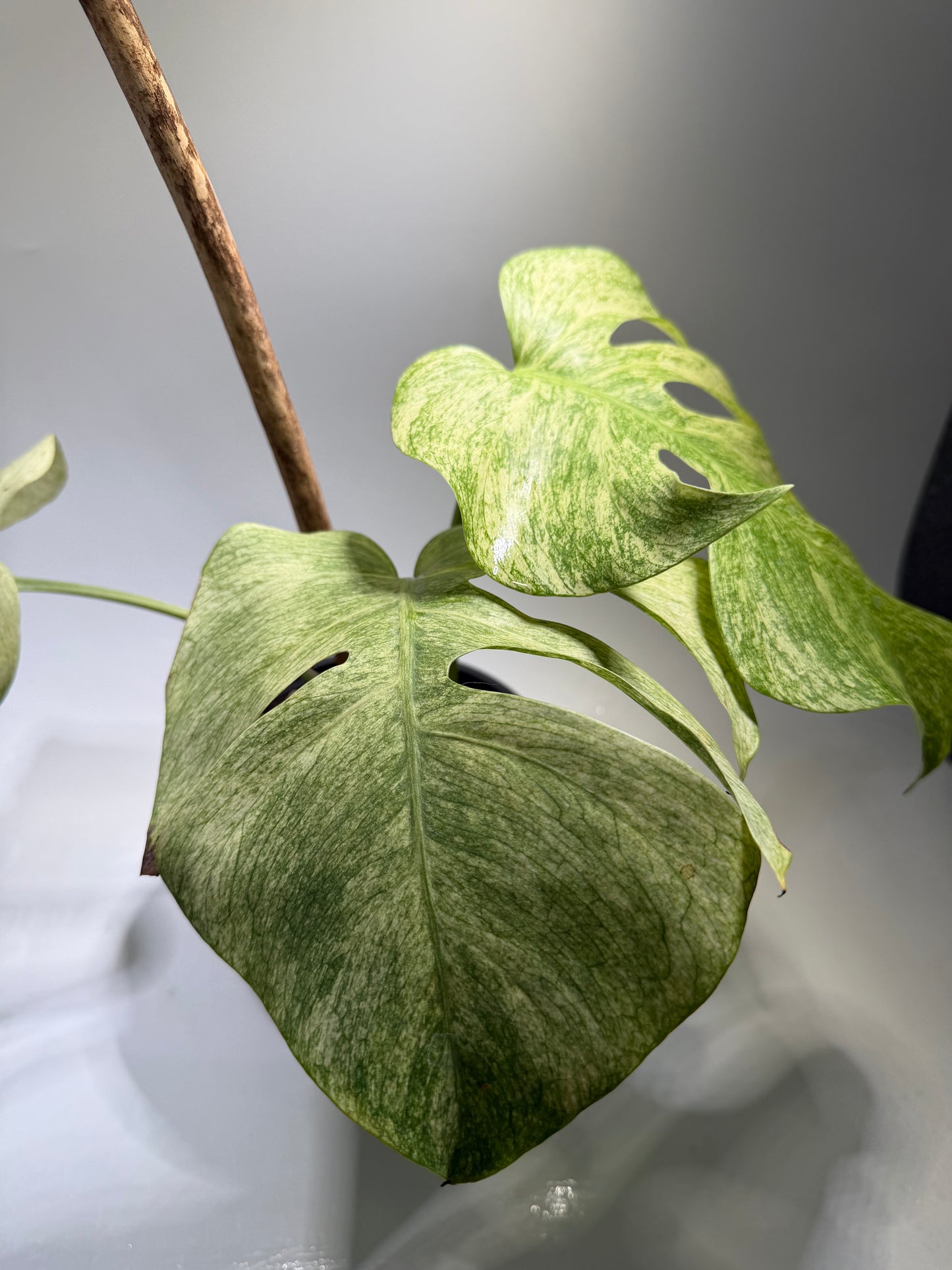 Monstera Full Mint