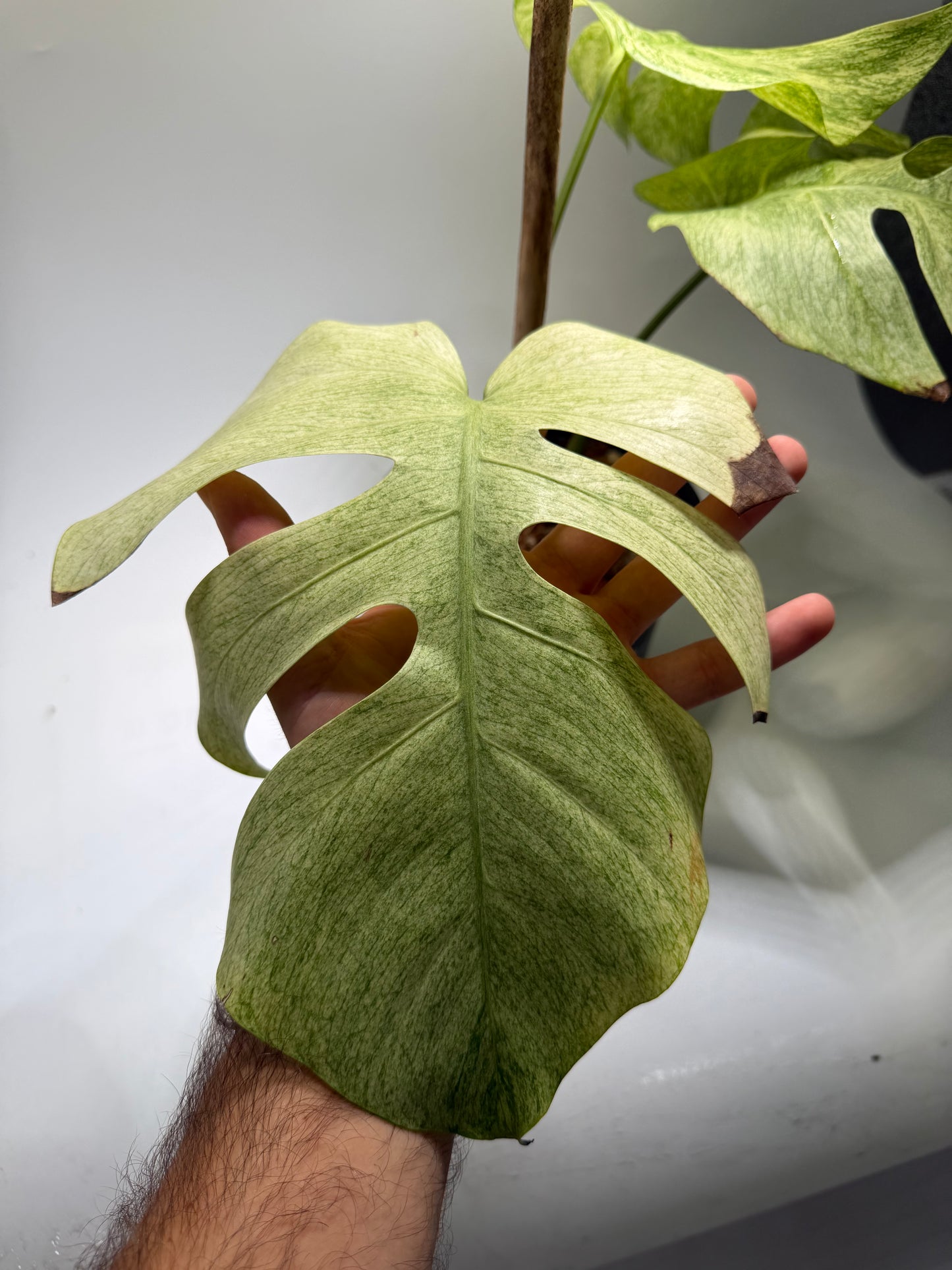 Monstera Full Mint