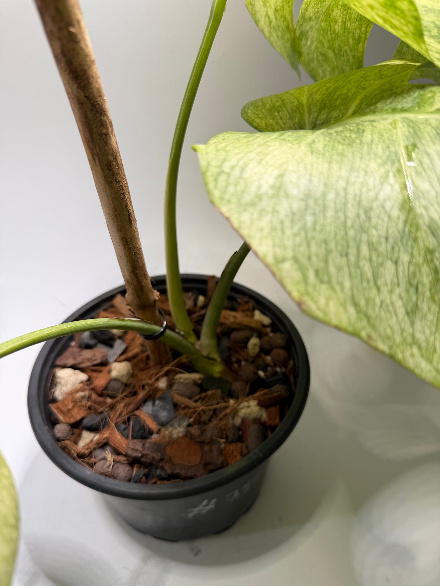Monstera Full Mint