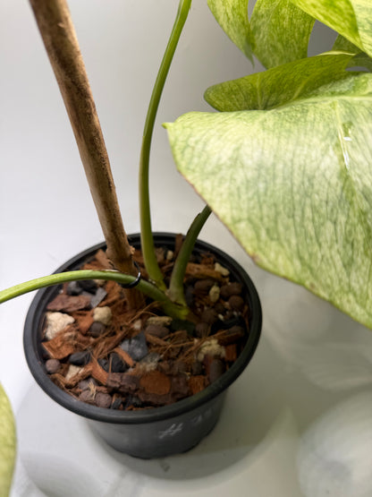 Monstera Full Mint
